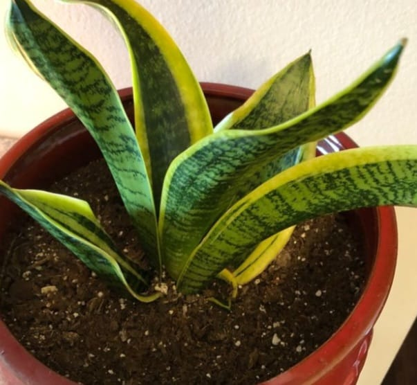 snake plant