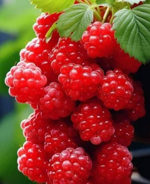 raspberries