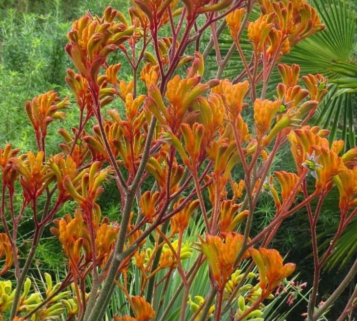 beautiful kangaroo paw plant