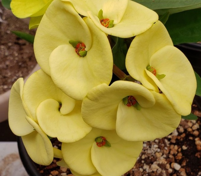 Crown of thorns is a a very beautiful plant with thorns on its stem.