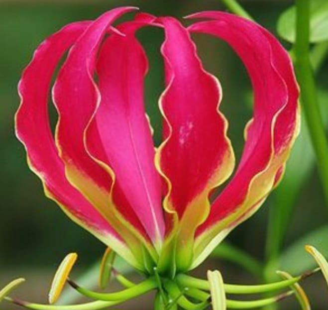 gloriosa lily