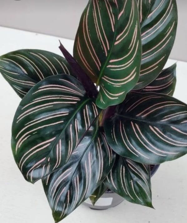 calathea plant