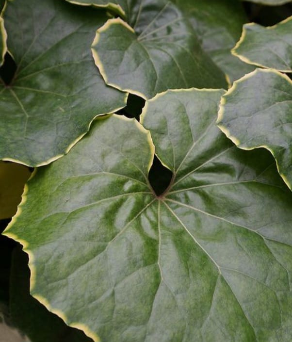 LEOPARD PLANT IS A BEATIFUL FOLIAGE PLANT THAT IS GROWN INDOORS .