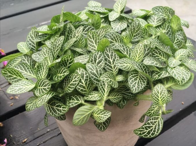 Nerve plant also known as fittonia albivenis is a small and beatiful foliage plant with different color patterns.