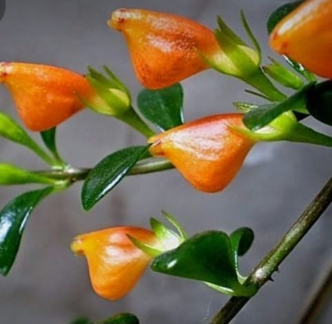 goldfish plant is a beatiful plant with compacted size.Its flowers looks like fishes swiming in water.