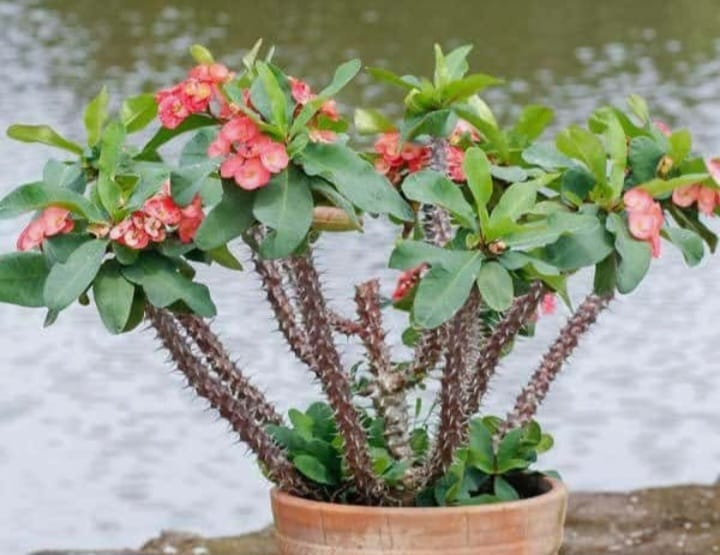 crown of thorns is beautiful plant with thorny stems and beautiful flowers like red,pink ,orange and yellow etc.