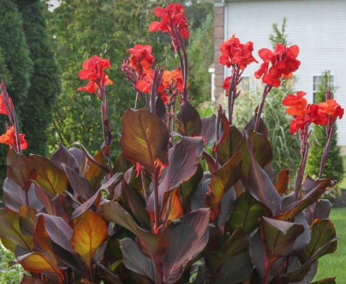 beautiful canna lillies