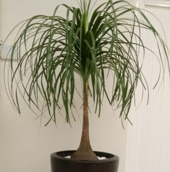 ponytail palms is a beautiful plant with long a thick bas and long leaves that resembles aponytail.