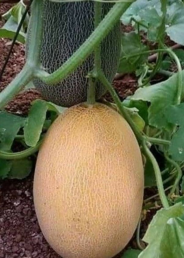 cantaloupe